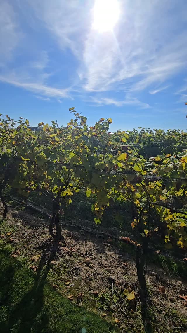 What a beautiful day at the Essex County Wedding Show!

A heartfelt thank you to all our amazing local vendors and engaged couples who joined us today at Mastronardi Estate Winery! ❤️

We loved seeing so many wonderful connections, beautiful wedding inspiration, and excitement for the big day.

Thank you for making this event so special. We can't wait to see you at our next show! 🥂💕